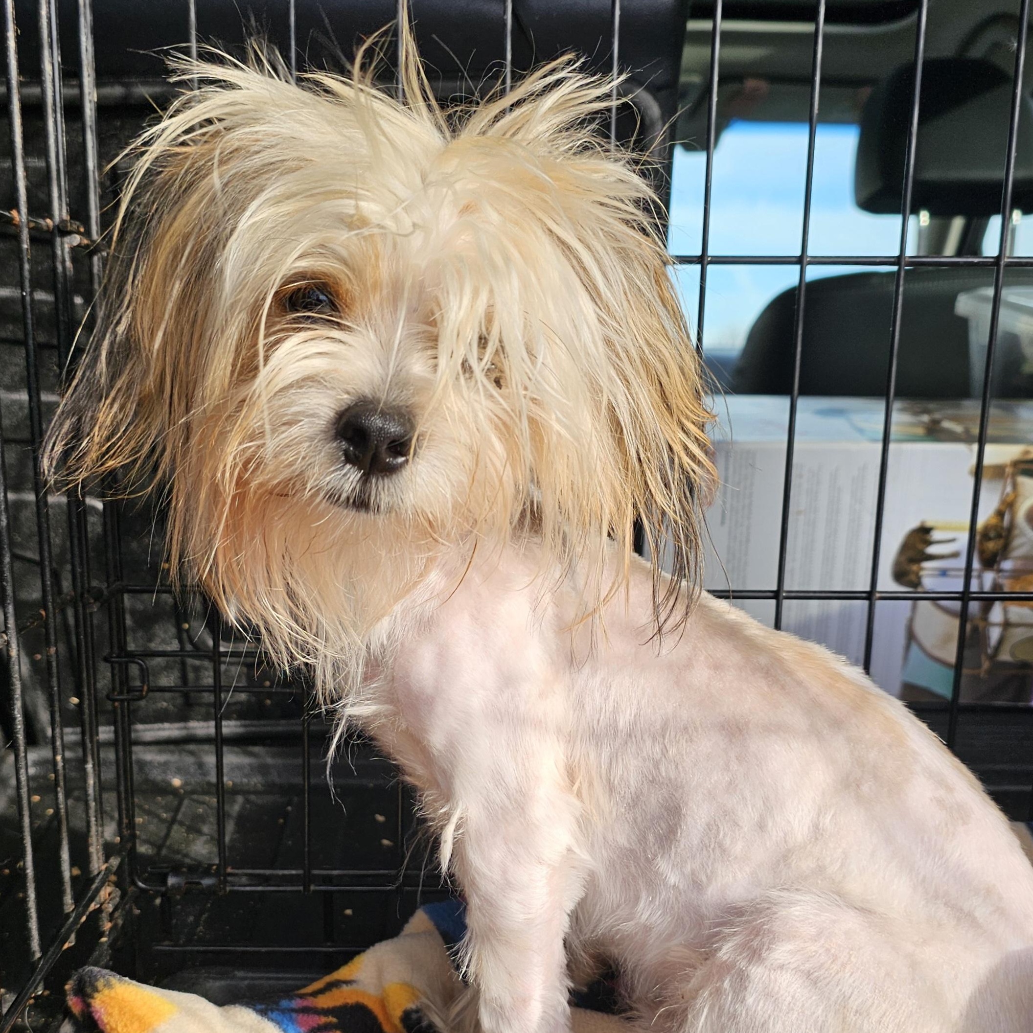 Enlarge Banderas, a ADOPTABLE mixed breed in Salinas, CA image 2/3