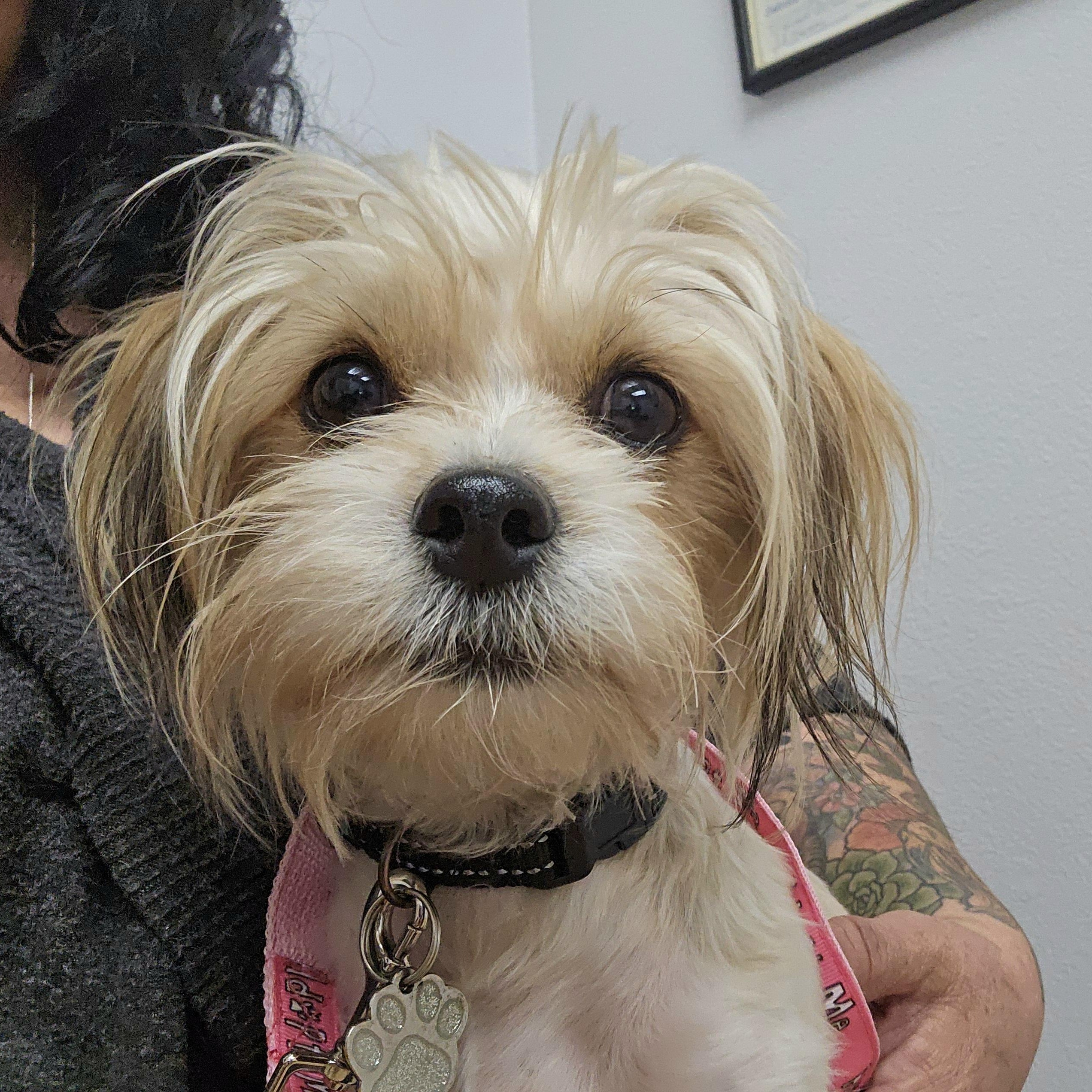 Banderas, ADOPTABLE, Young Male Shih Tzu & Terrier.