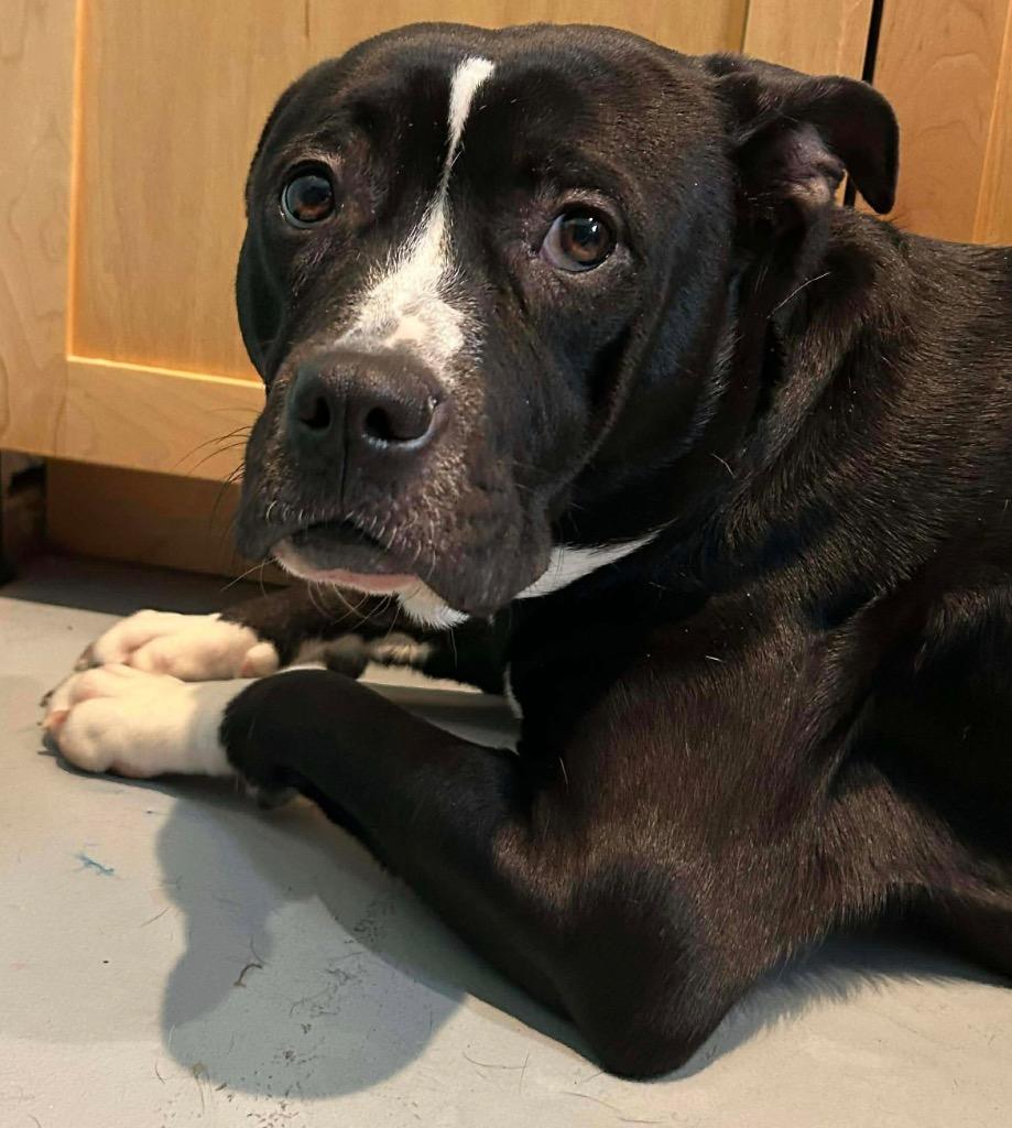 LD0 Roxy Foxy Girl, Adoptable, Young Female Terrier.