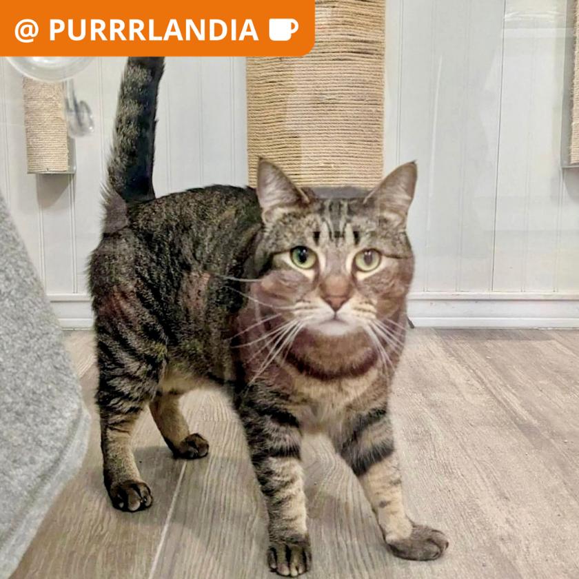 Barb, Adoptable, Adult Female Domestic Short Hair.