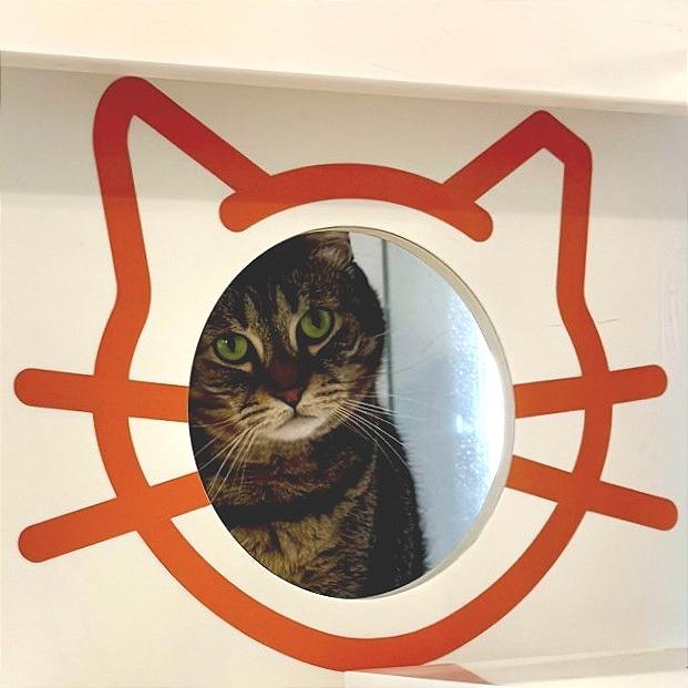 Enlarge Barb, a Adoptable Domestic Short Hair in Los Angeles, CA image 1/2