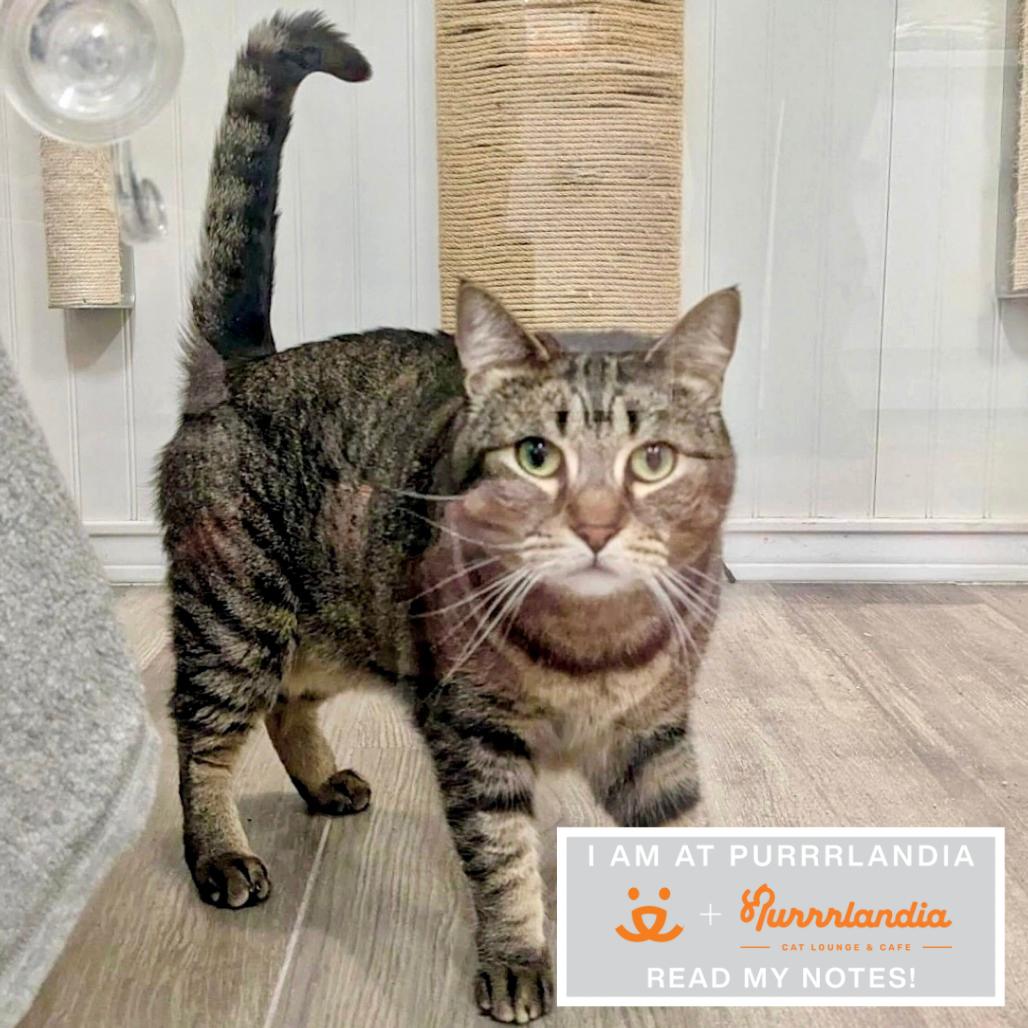 Enlarge Barb, a Adoptable Domestic Short Hair in Los Angeles, CA image 2/2