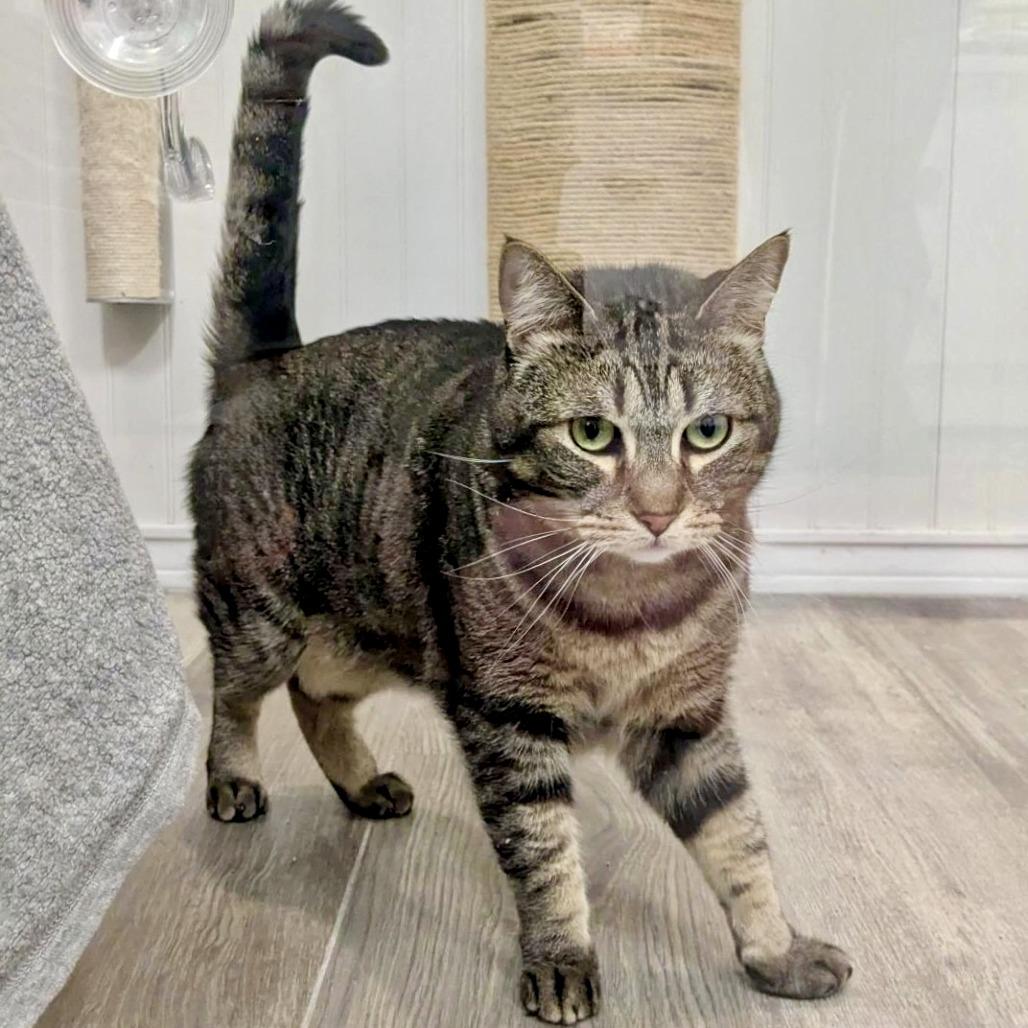 Barb, a Adoptable Domestic Short Hair in Los Angeles, CA image 3/3
