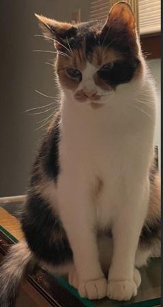 Enlarge Calypso, a Adoptable Domestic Short Hair in West Milton, OH image 2/2