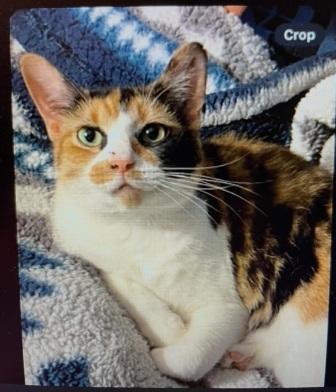 Calypso, Adoptable, Young Female Domestic Short Hair.