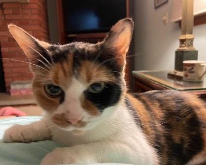 Calypso, Adoptable, Young Female Domestic Short Hair.