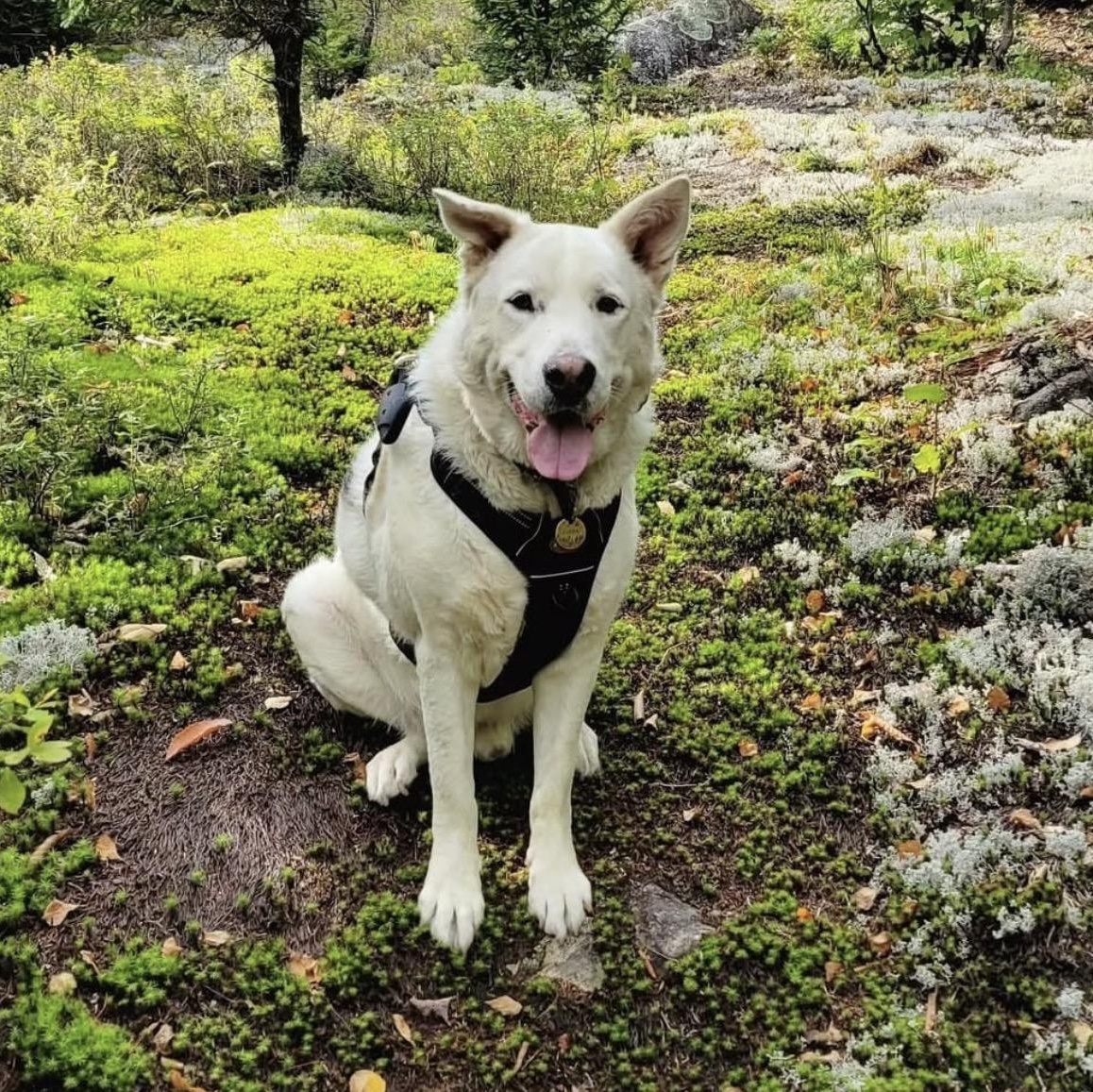 ALPHA , Adoptable, Senior Male Shepherd.