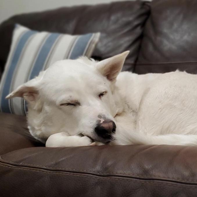 Enlarge ALPHA , a Adoptable mixed breed in Pierrefonds, QC image 6/6