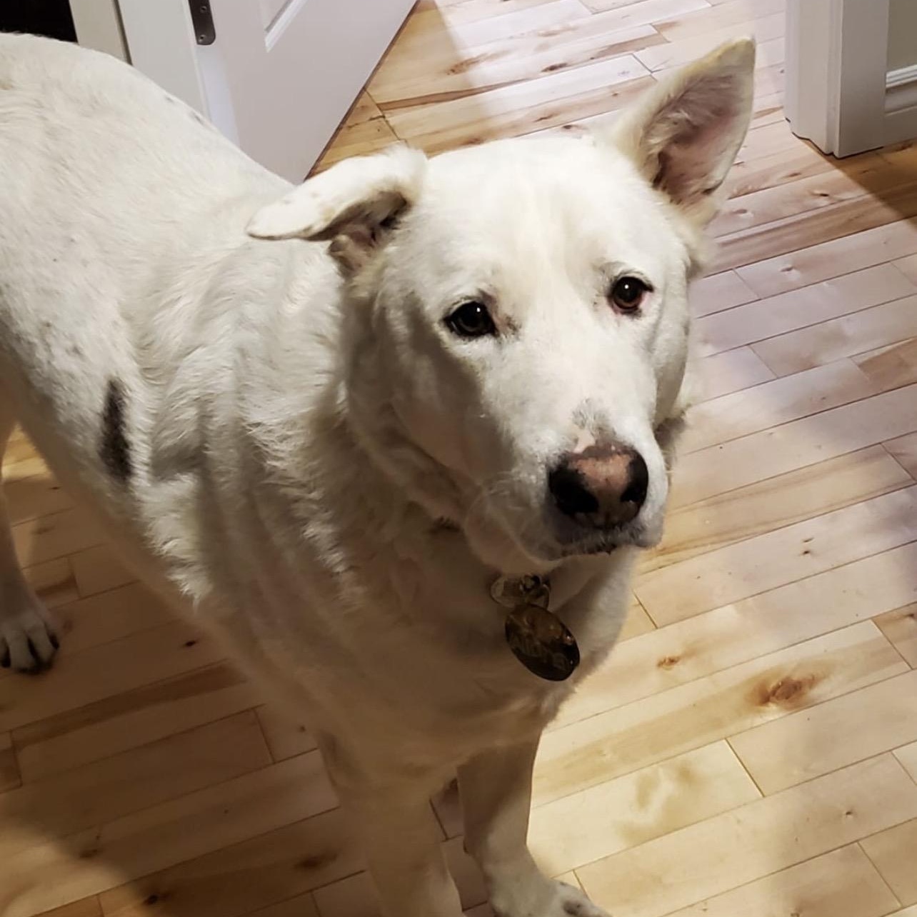 Enlarge ALPHA , a Adoptable mixed breed in Pierrefonds, QC image 2/6