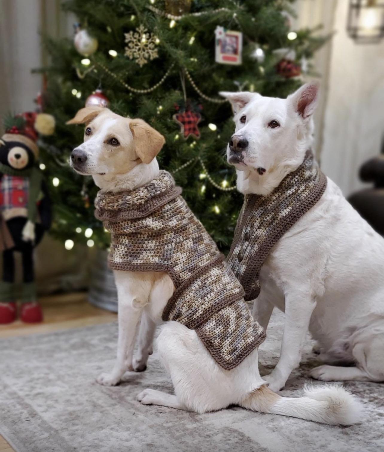 Enlarge ALPHA , a Adoptable mixed breed in Pierrefonds, QC image 4/6