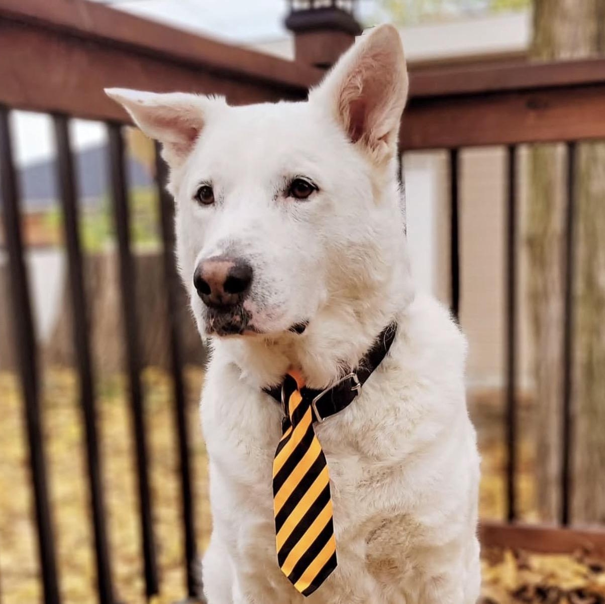 Enlarge ALPHA , a Adoptable mixed breed in Pierrefonds, QC image 3/6