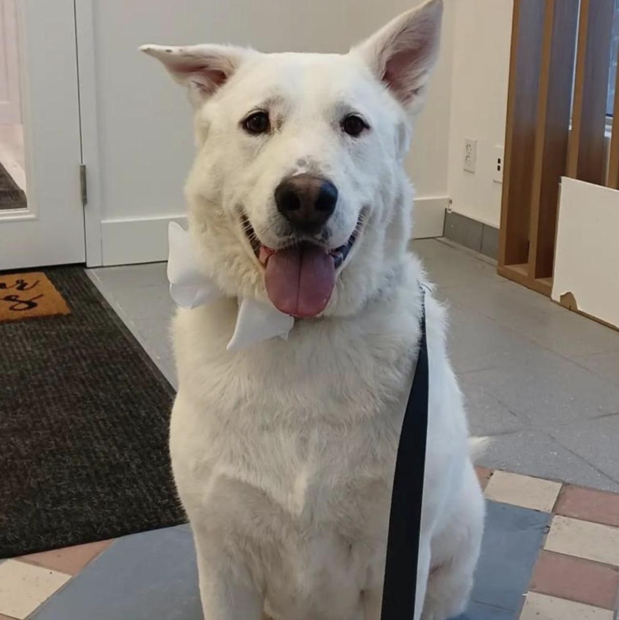 Enlarge ALPHA , a Adoptable mixed breed in Pierrefonds, QC image 5/6