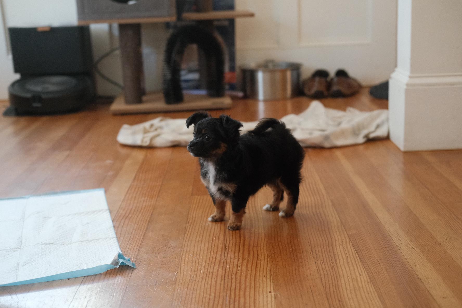 Enlarge Orion, a Adoptable mixed breed in Emeryville, CA image 4/5