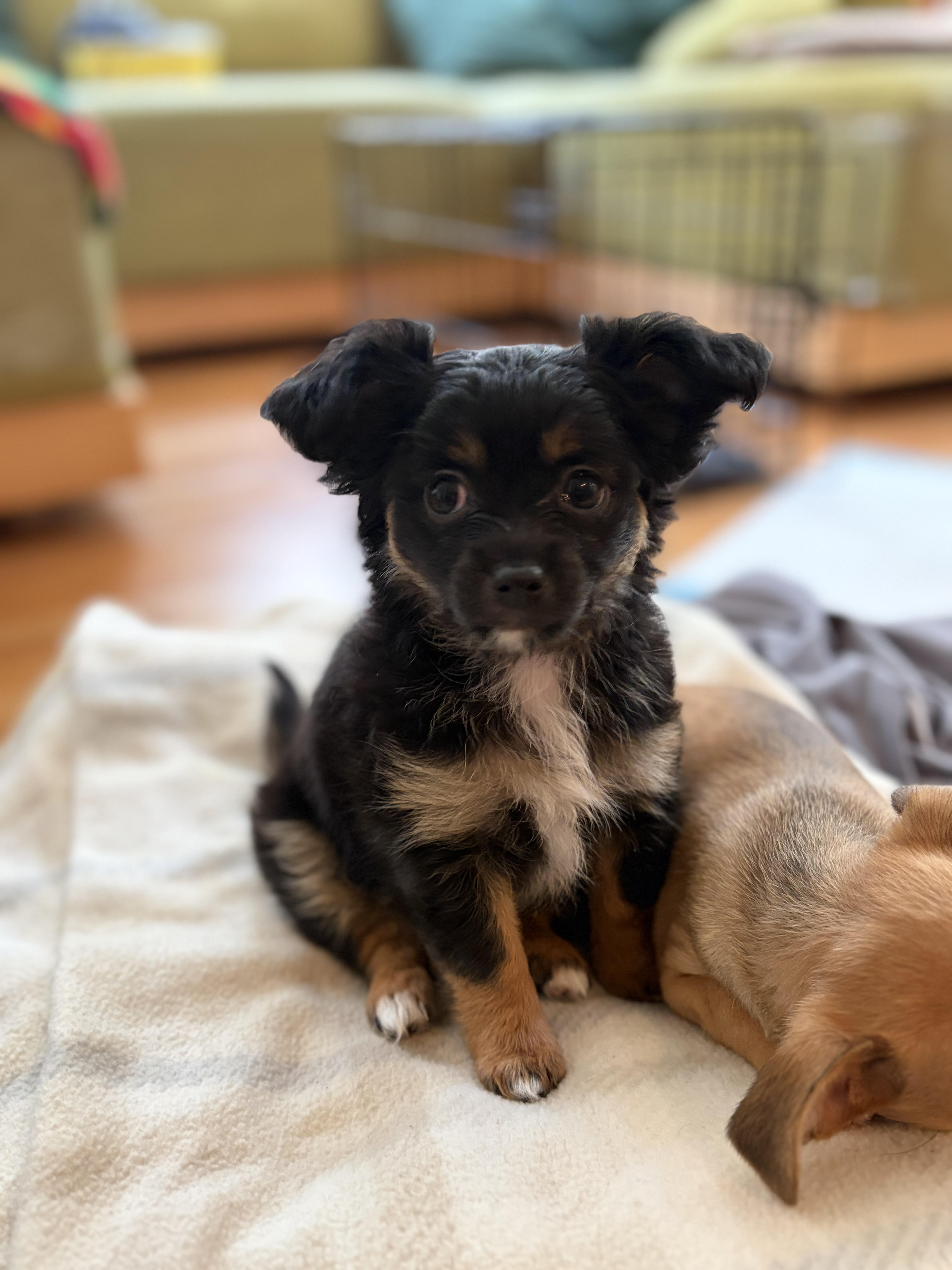 Enlarge Orion, a Adoptable mixed breed in Emeryville, CA image 3/5