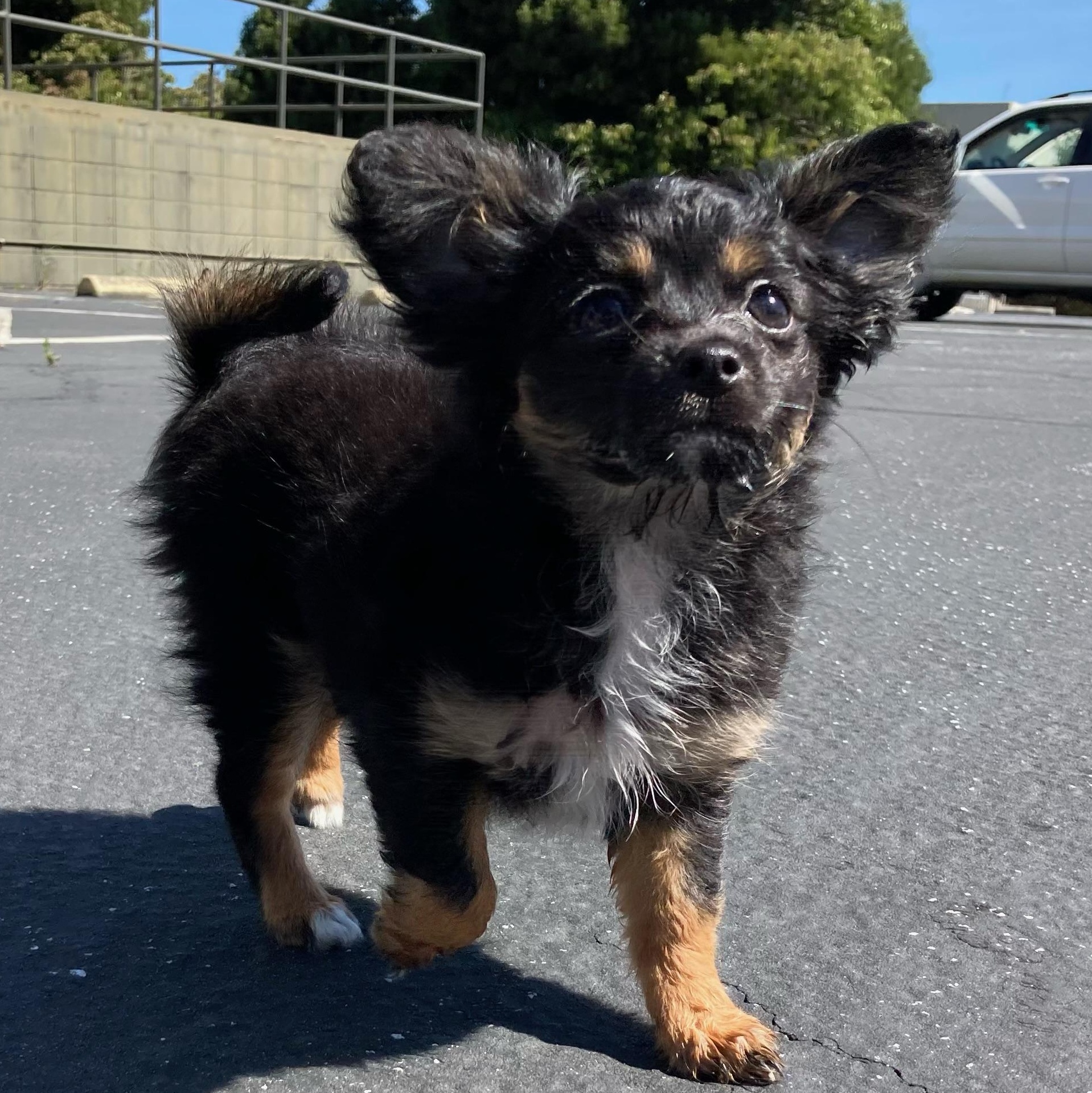 Enlarge Orion, a Adoptable mixed breed in Emeryville, CA image 1/5