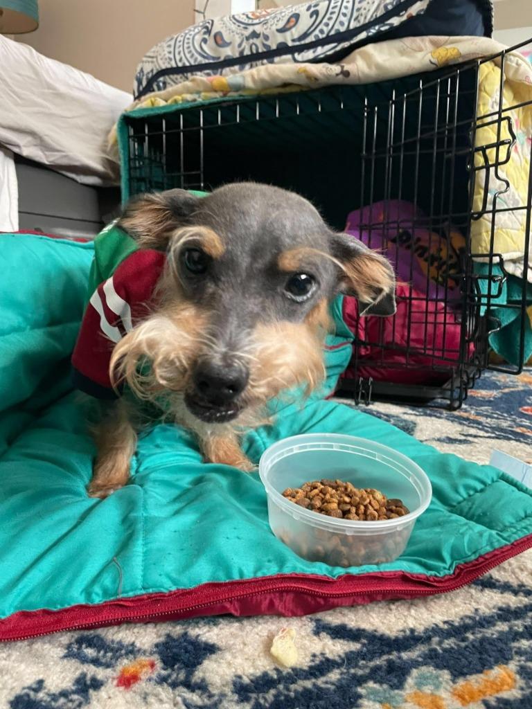 Enlarge Joey, a Adoptable Schnauzer in New Orleans, LA image 2/2
