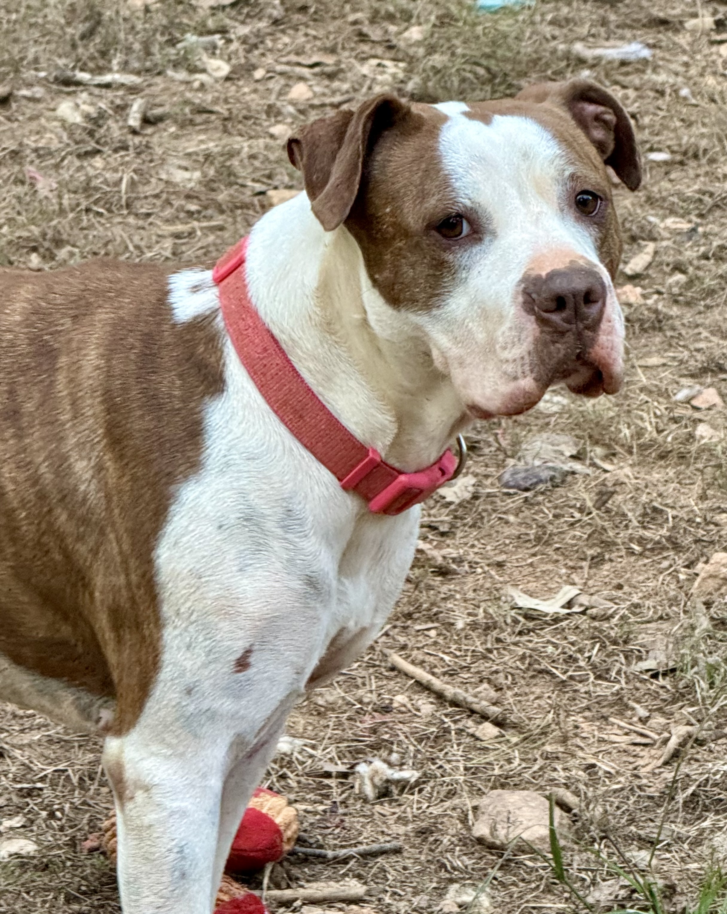 Elsie, a Adoptable mixed breed in Blue Ridge, GA image 5/6