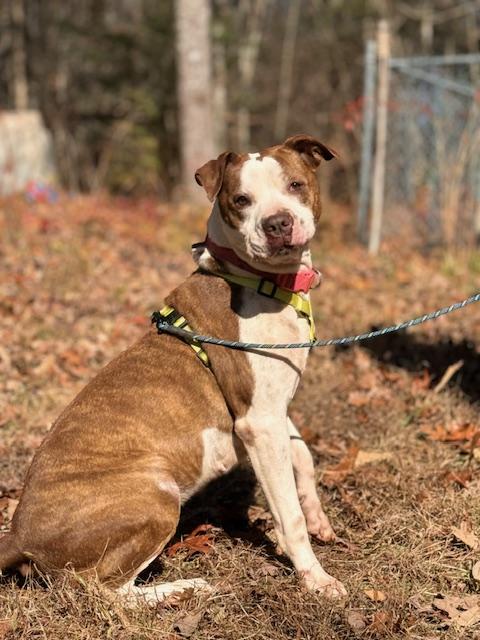 Elsie, a Adoptable mixed breed in Blue Ridge, GA image 2/6