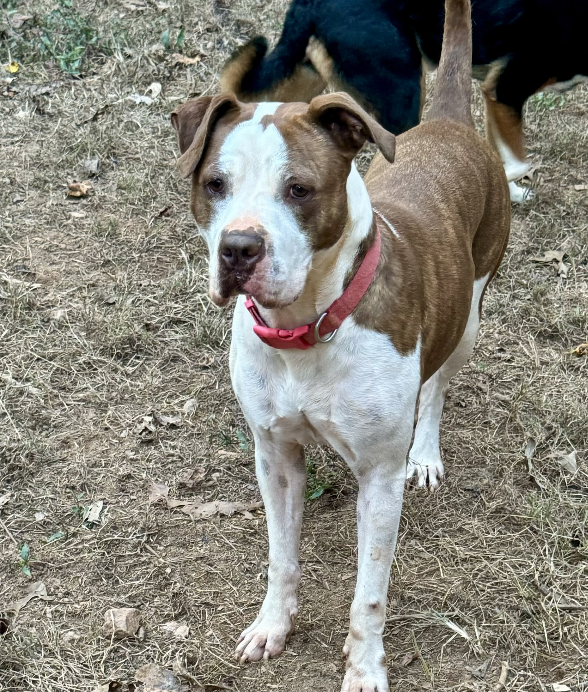 Elsie, a Adoptable mixed breed in Blue Ridge, GA image 4/6