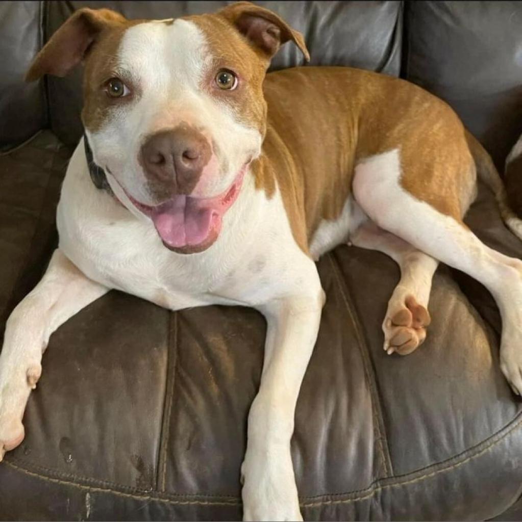 Elsie, a Adoptable mixed breed in Blue Ridge, GA image 1/6