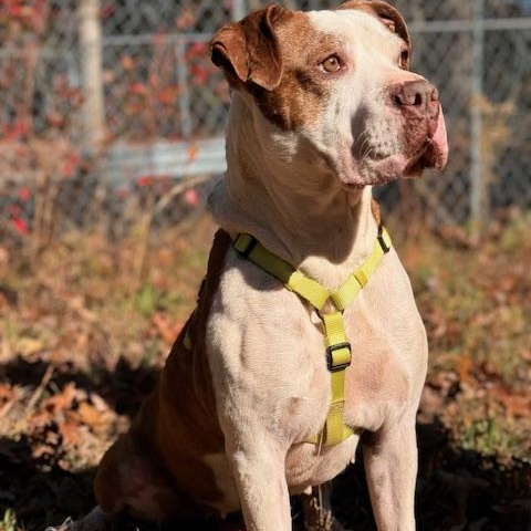 Elsie, a Adoptable mixed breed in Blue Ridge, GA image 6/6