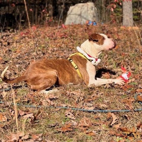Elsie, a Adoptable mixed breed in Blue Ridge, GA image 3/6