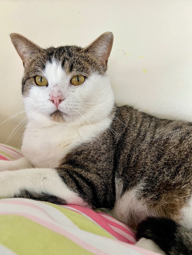 Hugo, a Adoptable mixed breed in Arnprior, ON image 1/3