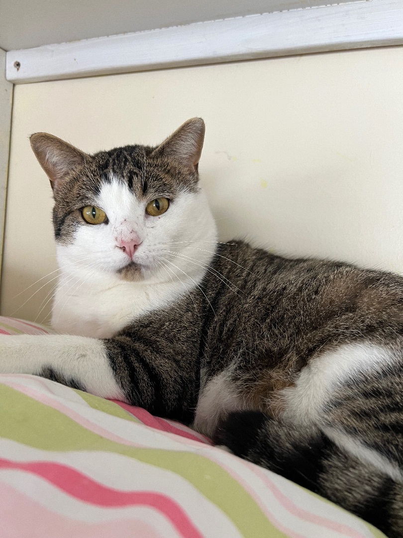 Hugo, a Adoptable mixed breed in Arnprior, ON image 2/3