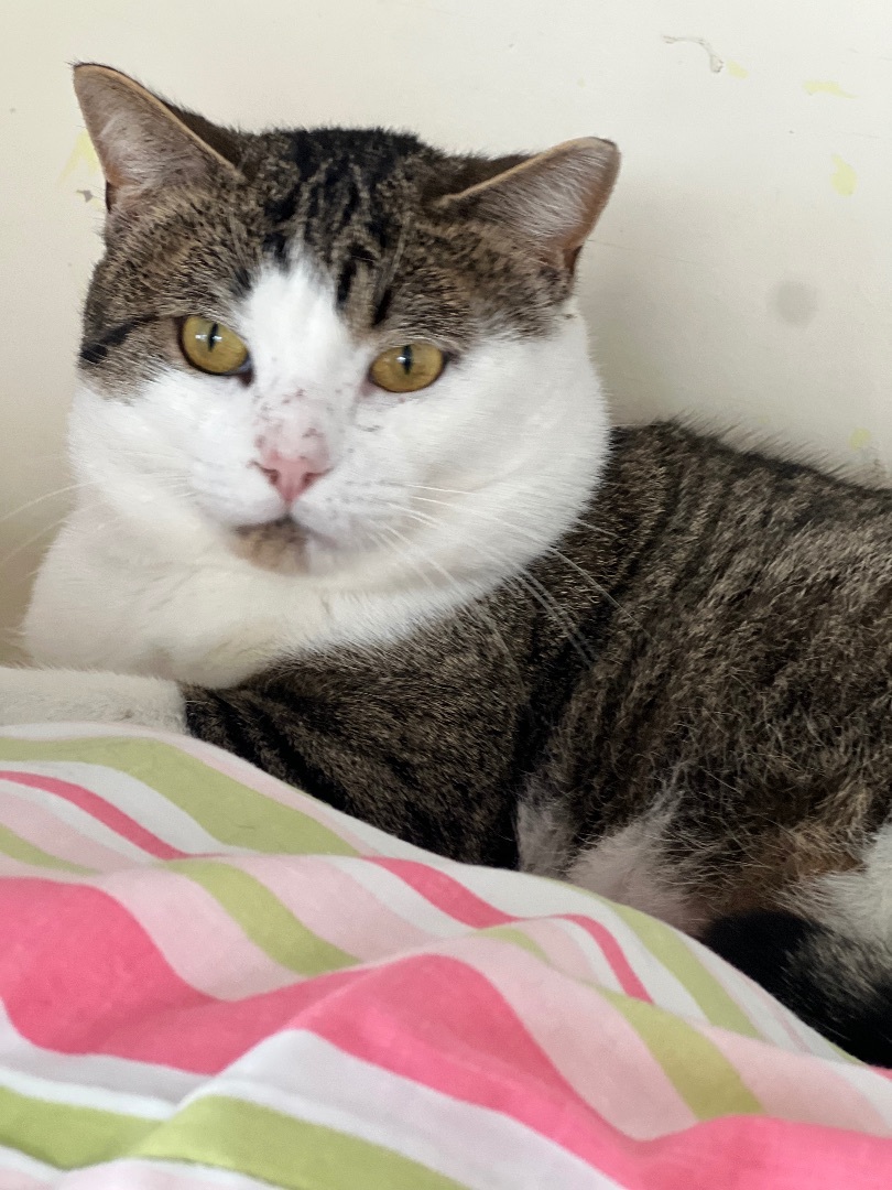 Hugo, a Adoptable mixed breed in Arnprior, ON image 3/3