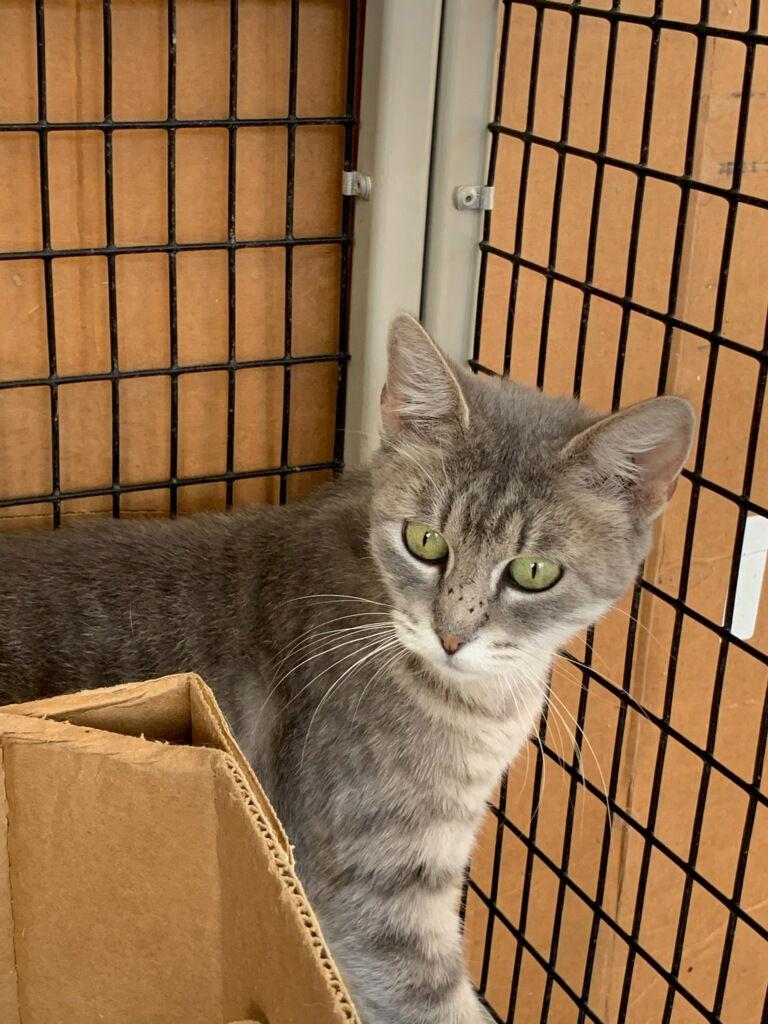 Kerrigan, a Adoptable Domestic Short Hair image 2/6