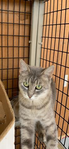 Kerrigan, a Adoptable Domestic Short Hair image 3/6