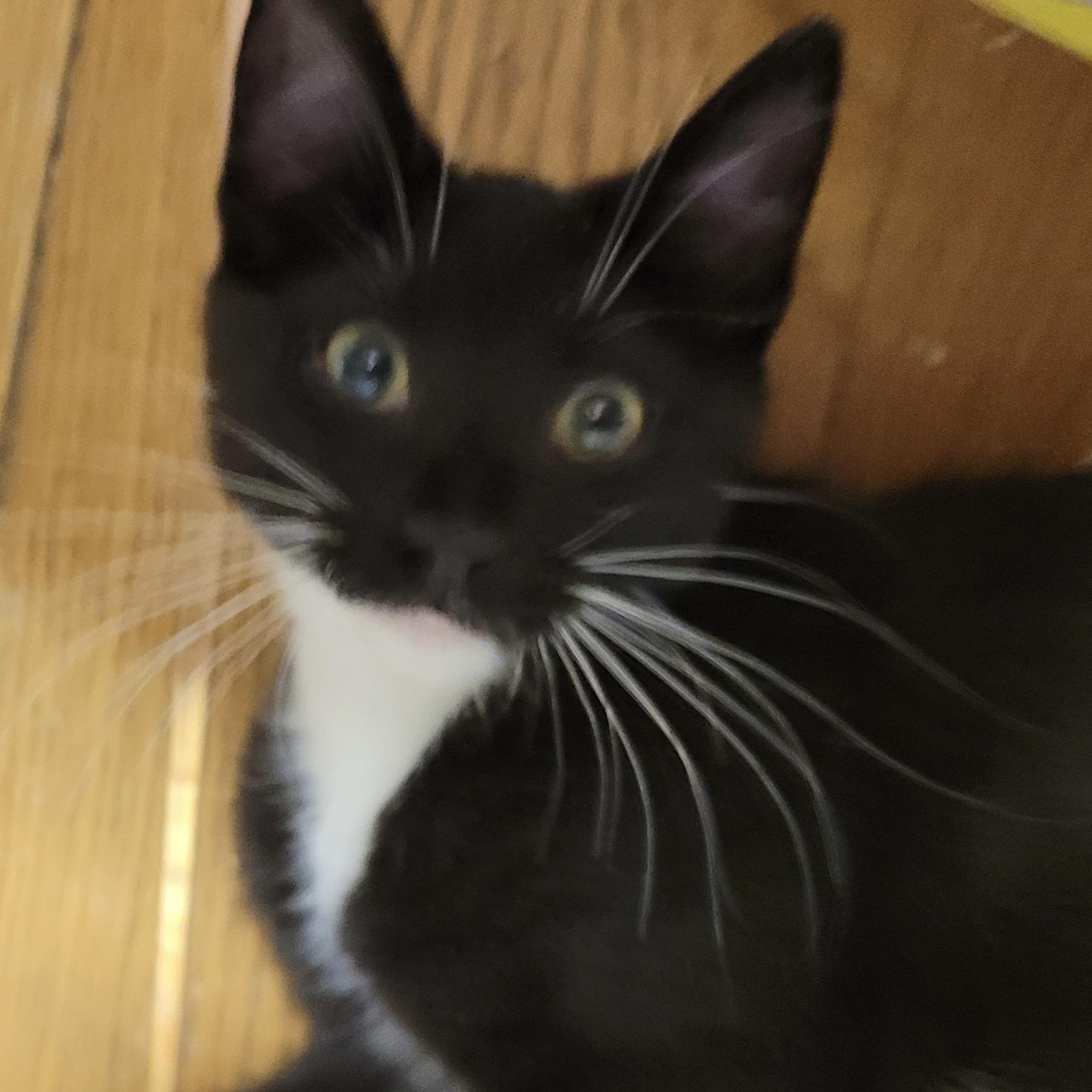 Zeus, ADOPTABLE, Kitten Male Domestic Short Hair.