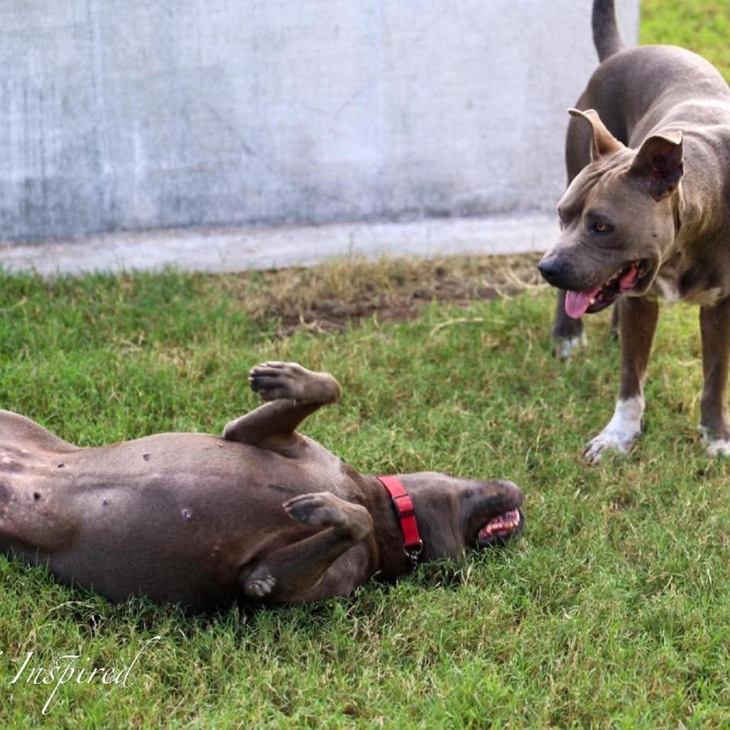 Sylvie, a Adoptable Mixed Breed in Frederiksted, VI image 1/3
