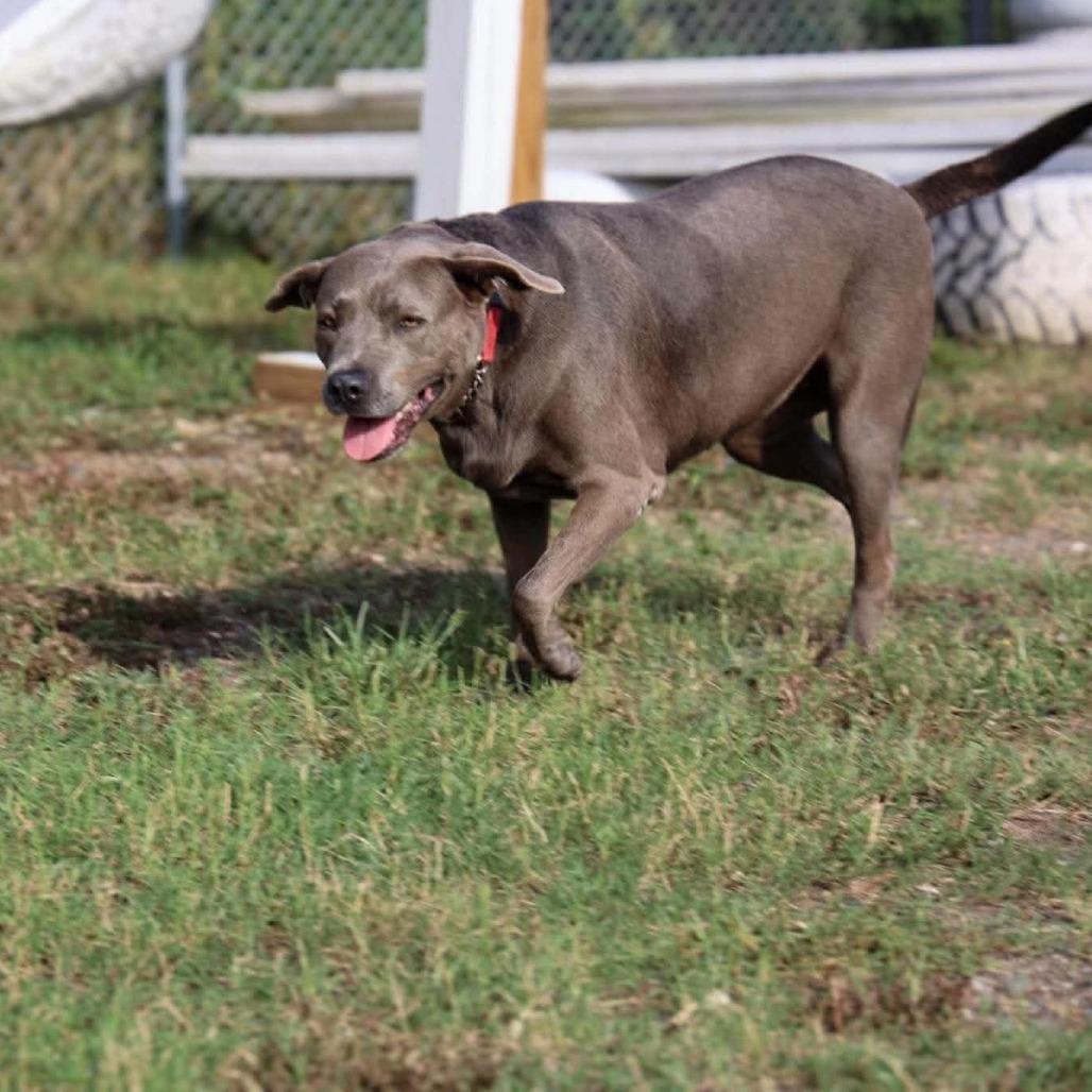 Sylvie, a Adoptable Mixed Breed in Frederiksted, VI image 2/3