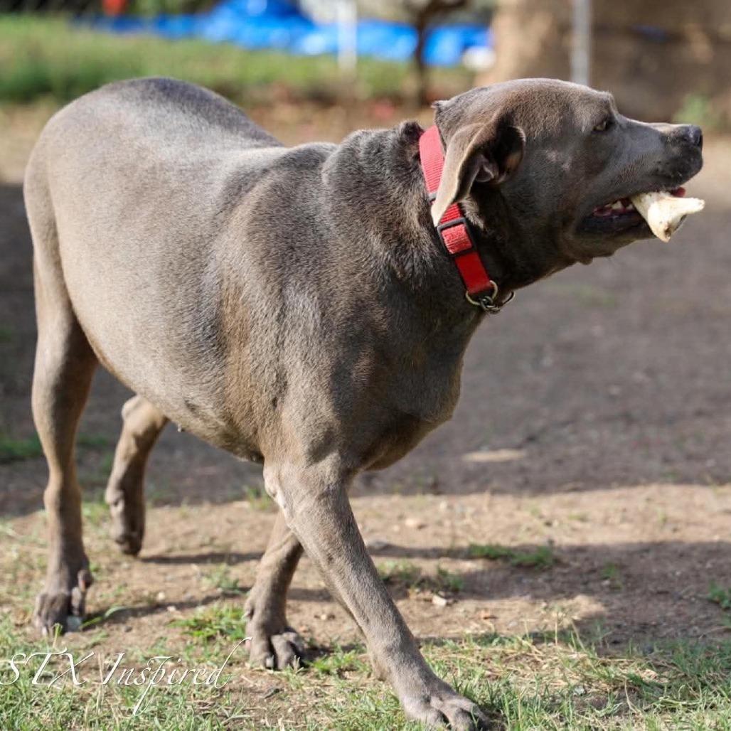 Sylvie, a Adoptable Mixed Breed in Frederiksted, VI image 3/3