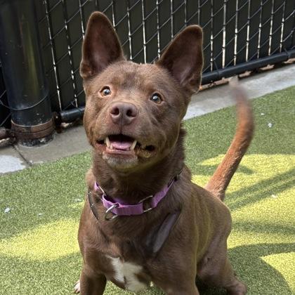 Azuki, Adoptable, Adult Male Mixed Breed & Mixed Breed.
