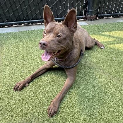 Enlarge Azuki, a Adoptable mixed breed in Bellevue, WA image 2/3
