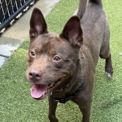 Enlarge Azuki, a Adoptable mixed breed in Bellevue, WA image 3/3