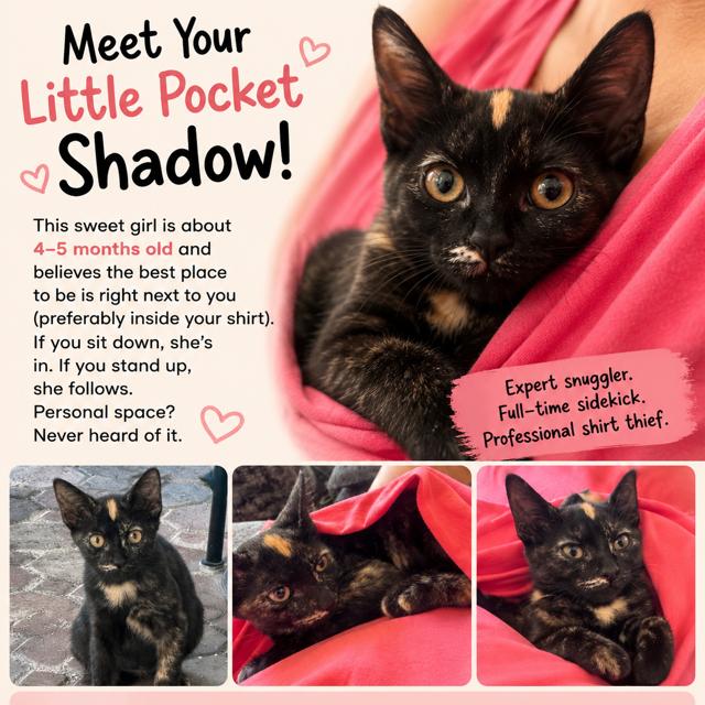 Moki, Adoptable, Young Female Domestic Short Hair.