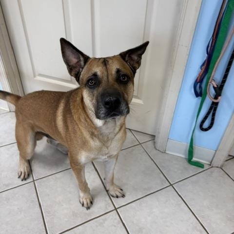 Enlarge Atlas, a ADOPTABLE mixed breed in Dinwiddie, VA image 2/4