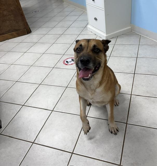 Enlarge Atlas, a ADOPTABLE mixed breed in Dinwiddie, VA image 4/4