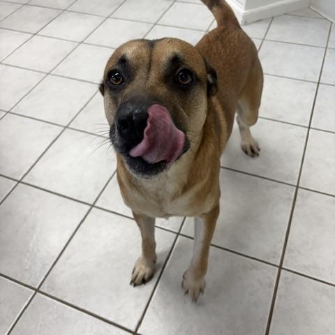 Enlarge Atlas, a ADOPTABLE mixed breed in Dinwiddie, VA image 3/4