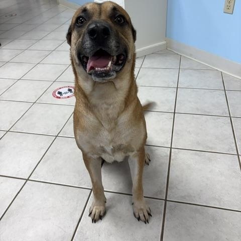 Atlas, ADOPTABLE, Adult Male German Shepherd Dog.