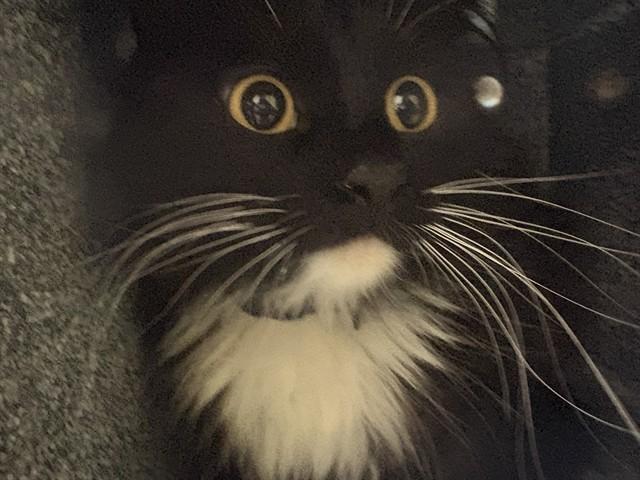 Enlarge FRANNY, a Adoptable Domestic Long Hair in Pueblo, CO image 1/1