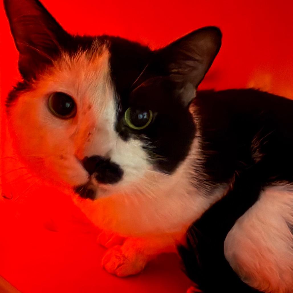 Enlarge Farmer, a Adoptable Domestic Short Hair in Waukesha, WI image 1/2