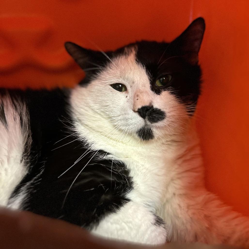 Enlarge Farmer, a Adoptable Domestic Short Hair in Waukesha, WI image 2/2