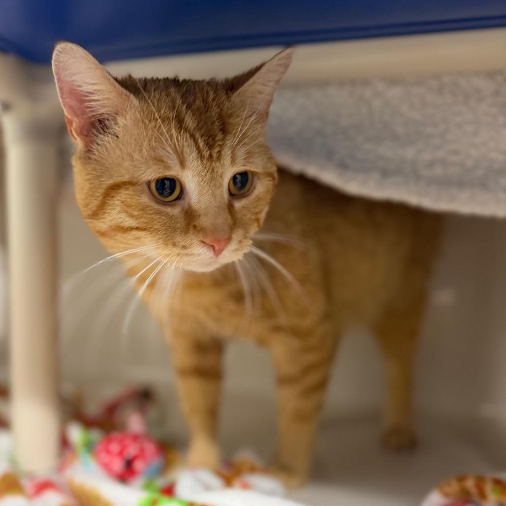 Love Bug, Adoptable, Adult Male Domestic Medium Hair.