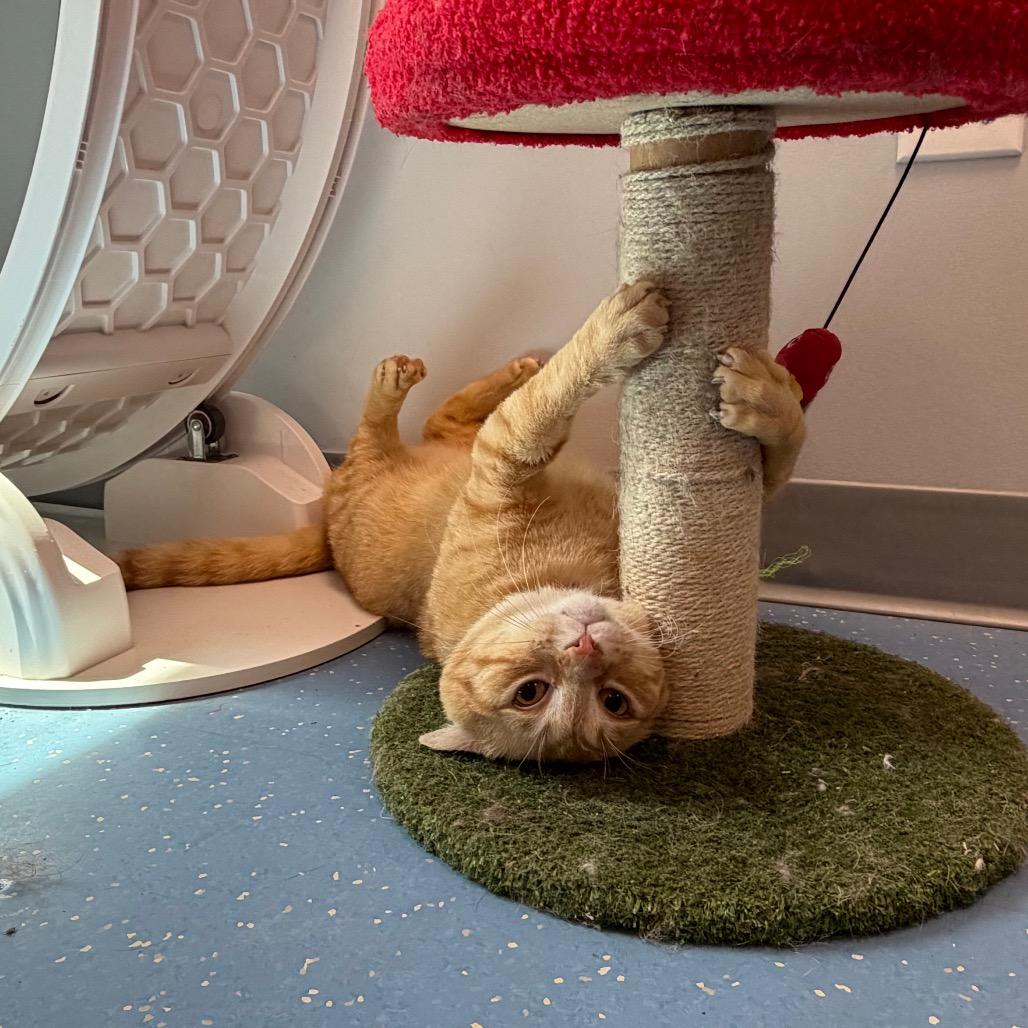Love Bug, a Adoptable Domestic Medium Hair in Watertown, NY image 2/2