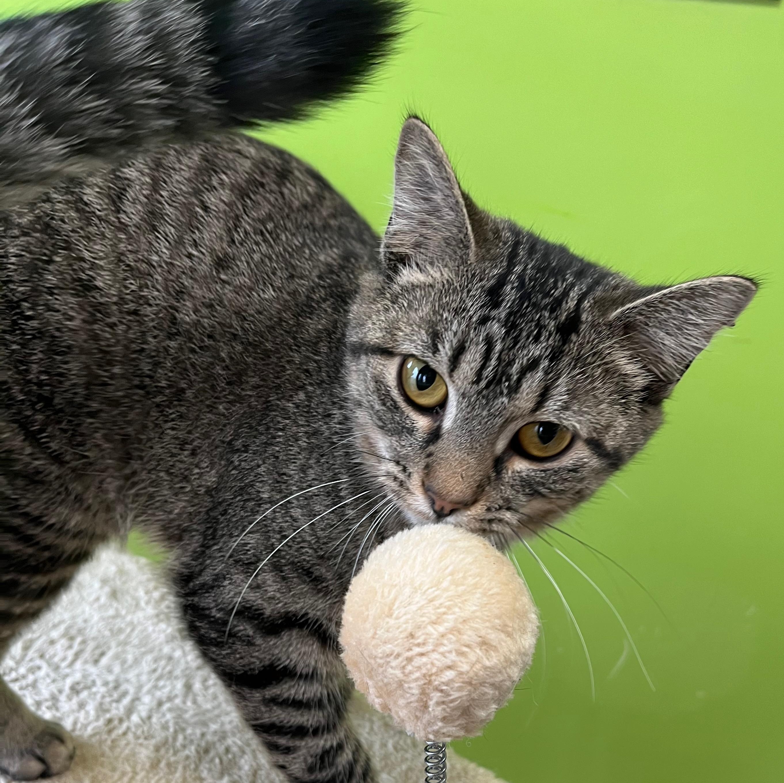 Miracle, an adopted Domestic Short Hair in Richmond, KY image 2/6