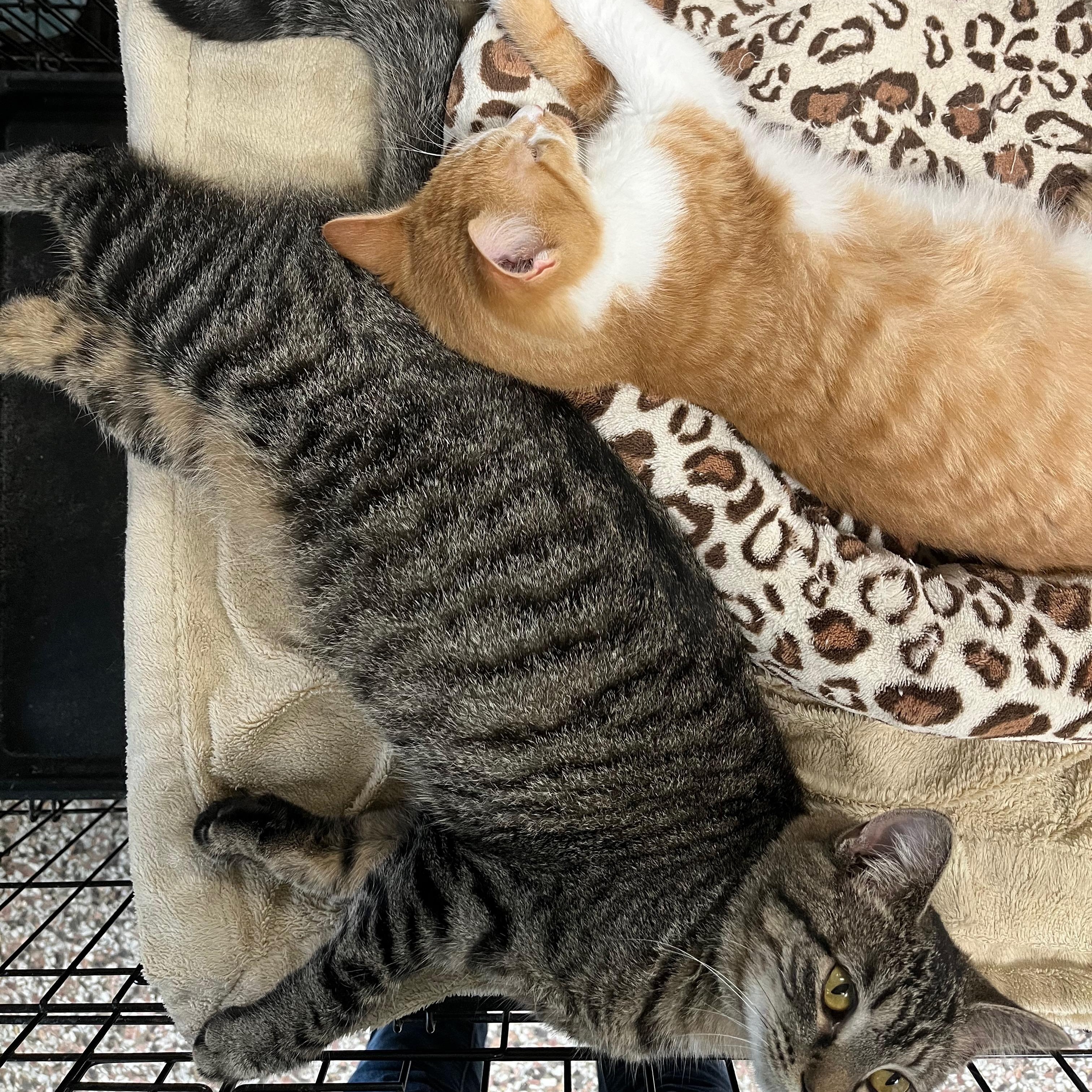 Miracle, an adopted Domestic Short Hair in Richmond, KY image 6/6